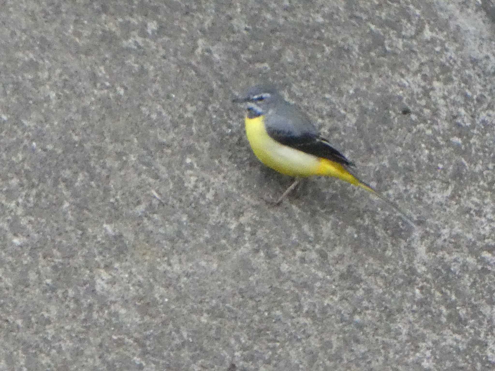 Grey Wagtail