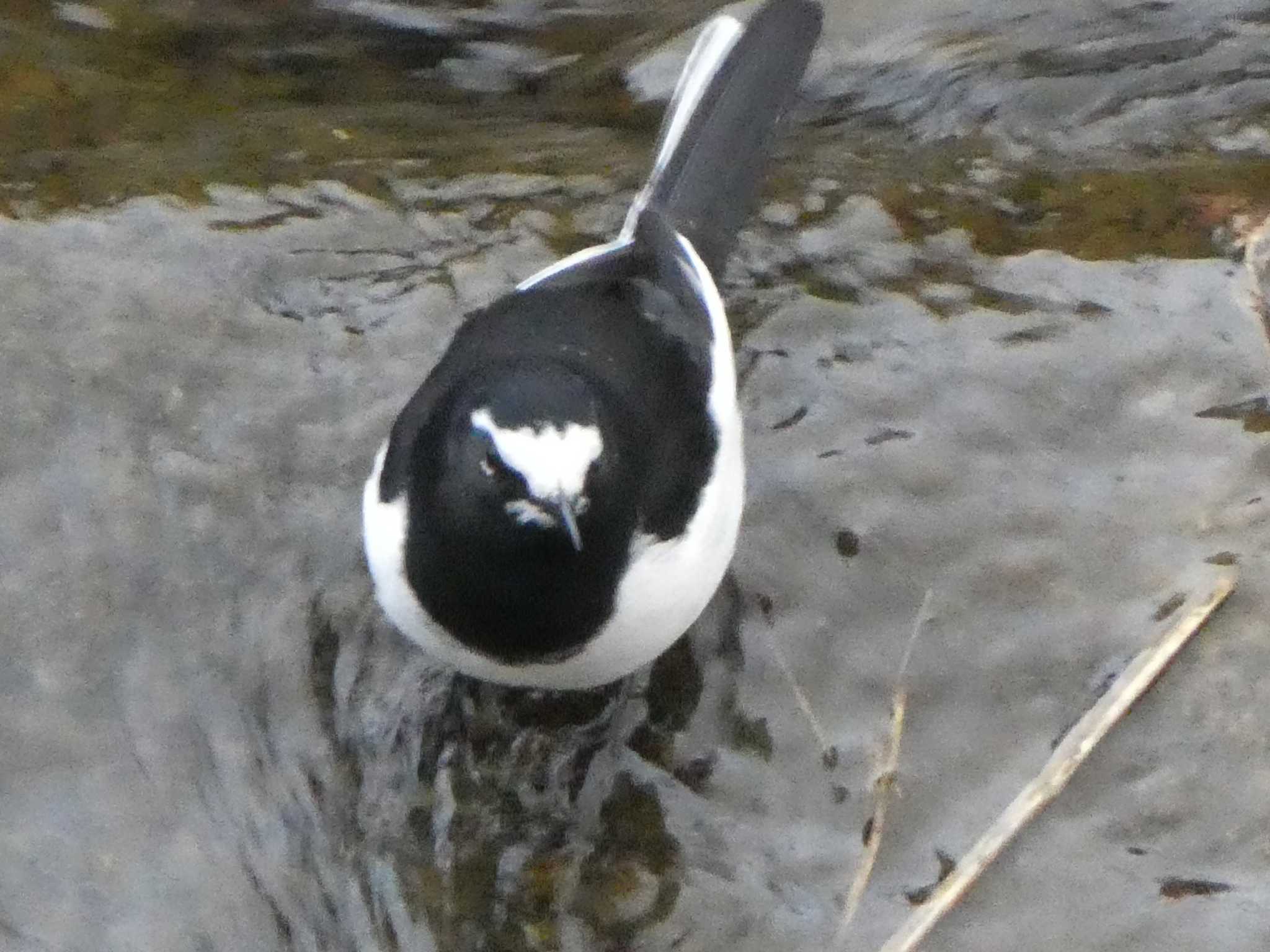 Japanese Wagtail