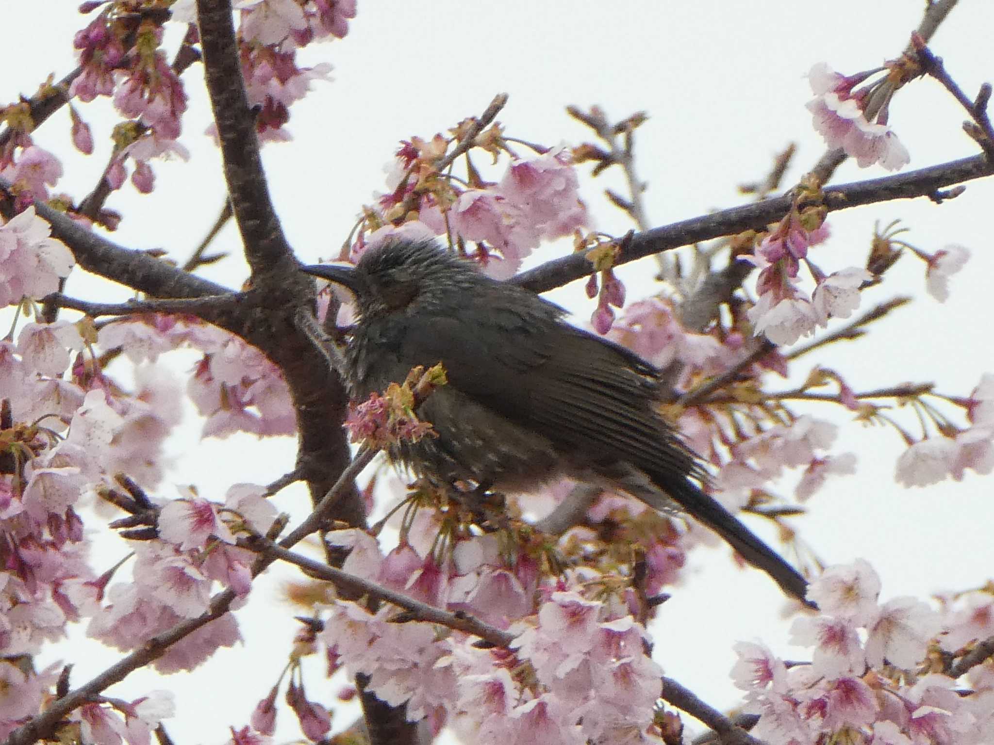 Brown-eared Bulbul