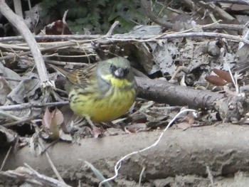 2019年3月16日(土) 恩田川(高瀬橋付近)の野鳥観察記録