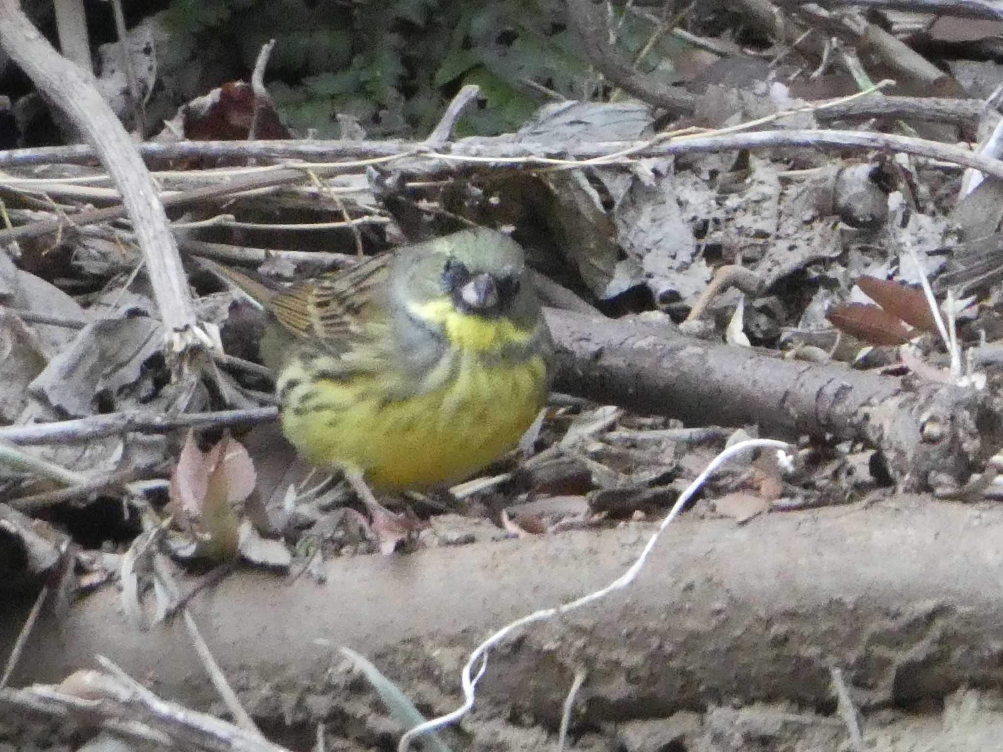 Masked Bunting