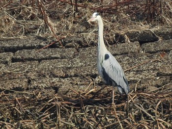 アオサギ 石狩 茨戸川 2019年3月18日(月)