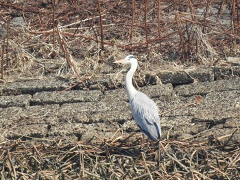 アオサギ 石狩 茨戸川 2019年3月18日(月)