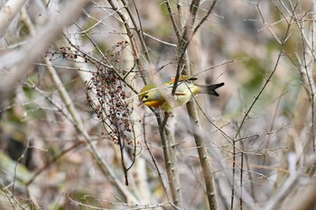 ソウシチョウ 神奈川県 2019年2月11日(月)