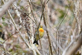 ソウシチョウ 神奈川県 2019年2月11日(月)