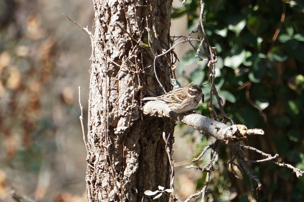 Rustic Bunting