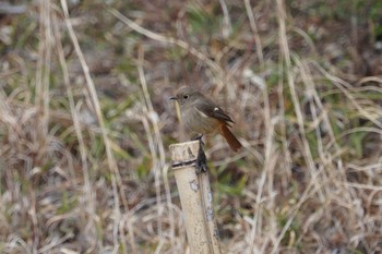 Daurian Redstart 再度公園 Mon, 3/18/2019