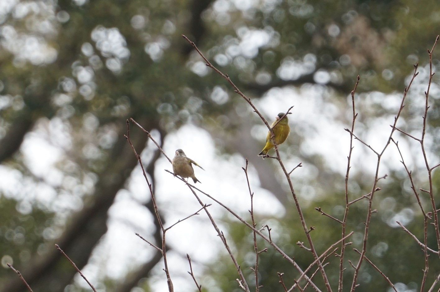 Photo of Grey-capped Greenfinch at 再度公園 by マル