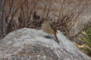 Daurian Redstart 再度公園 Mon, 3/18/2019