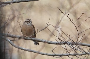 Meadow Bunting 再度公園 Mon, 3/18/2019