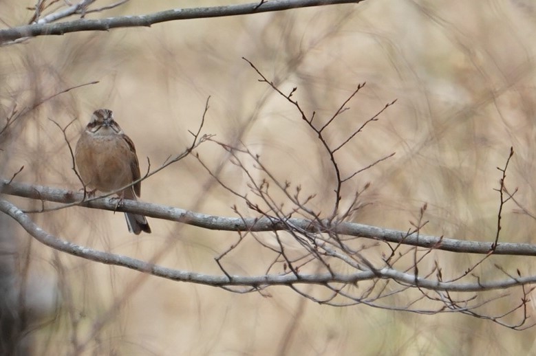 Meadow Bunting