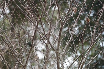 2019年3月18日(月) 再度公園の野鳥観察記録