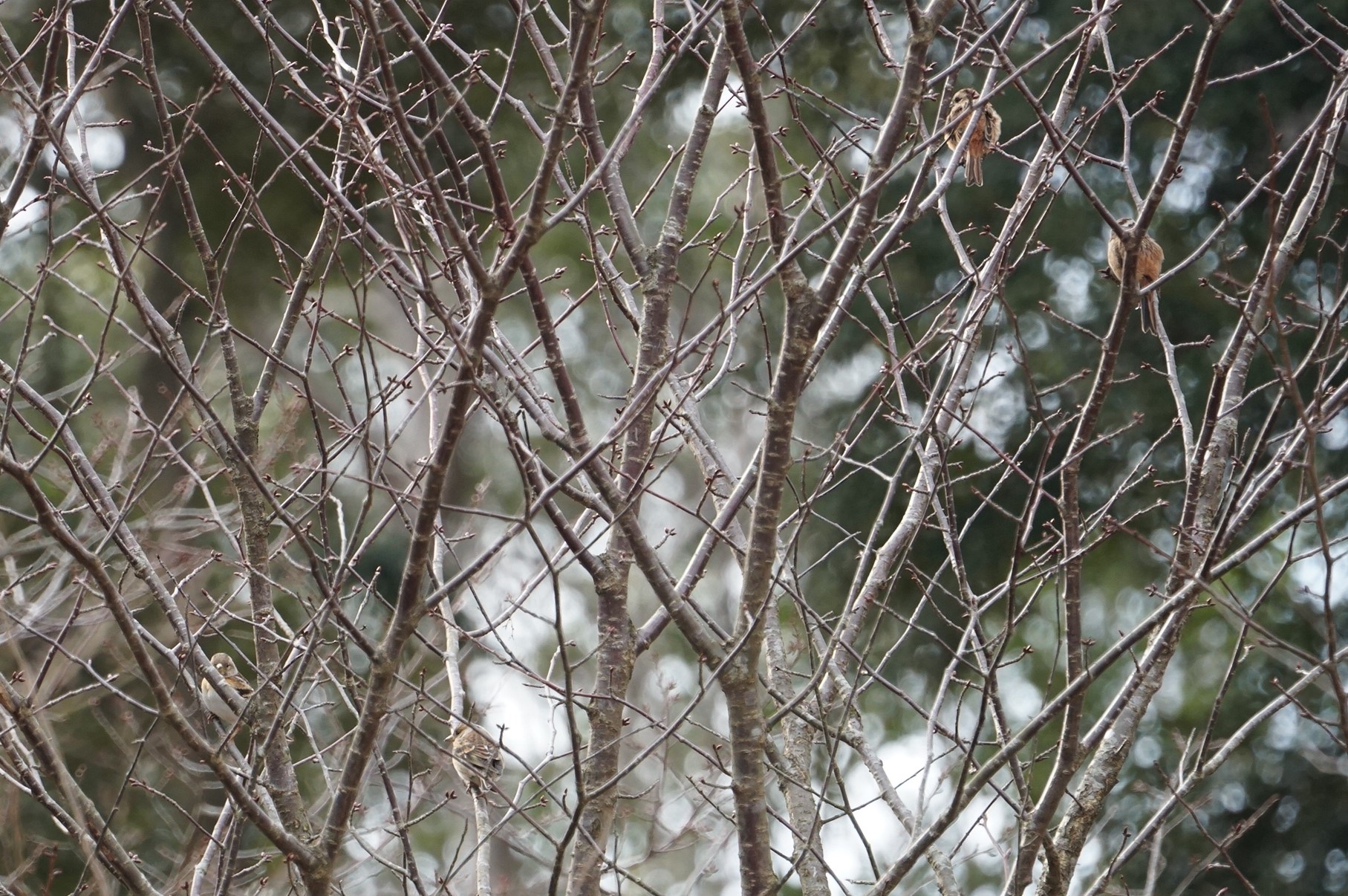 再度公園 アトリの写真 by マル