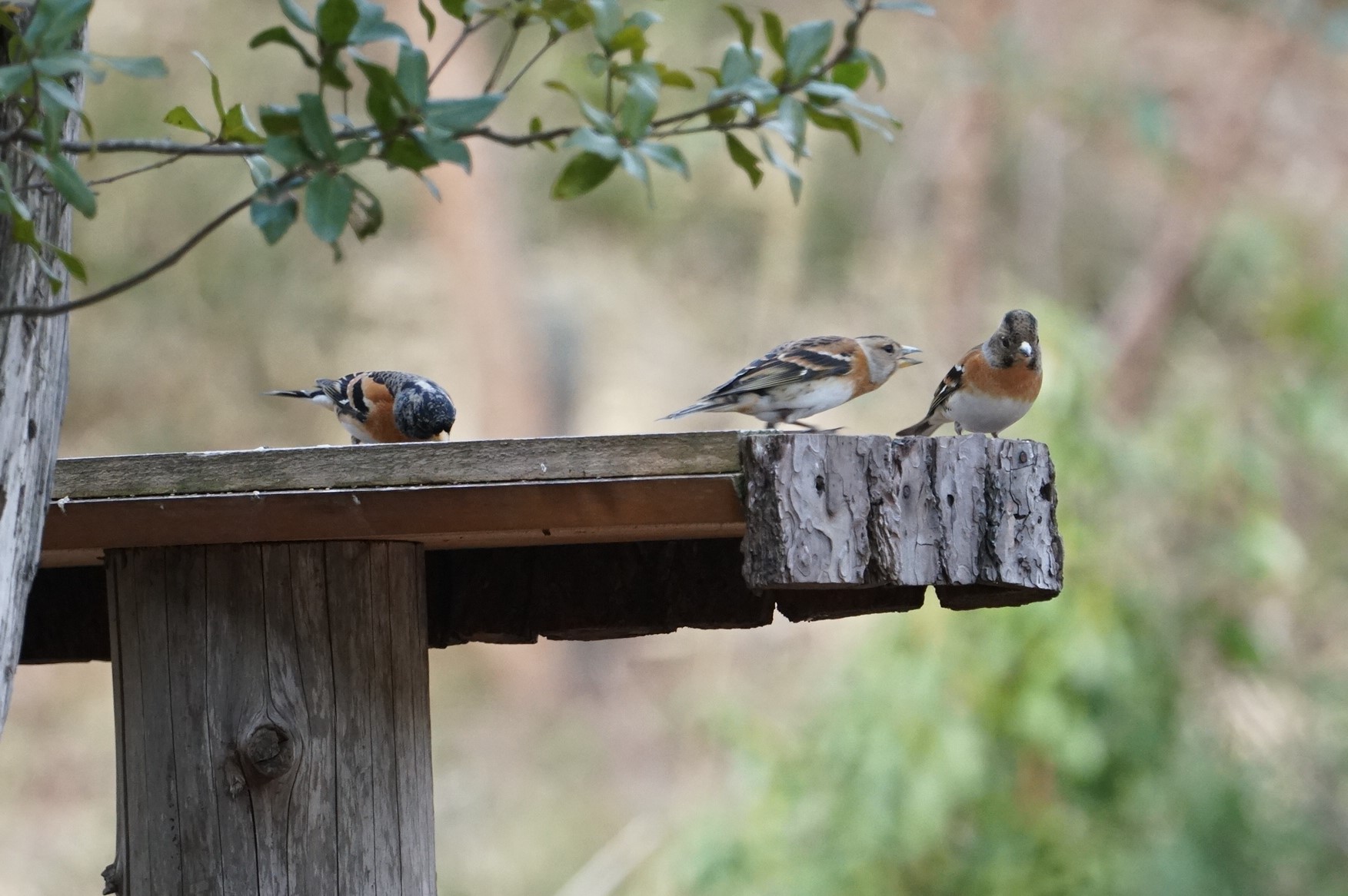 Photo of Brambling at 再度公園 by マル