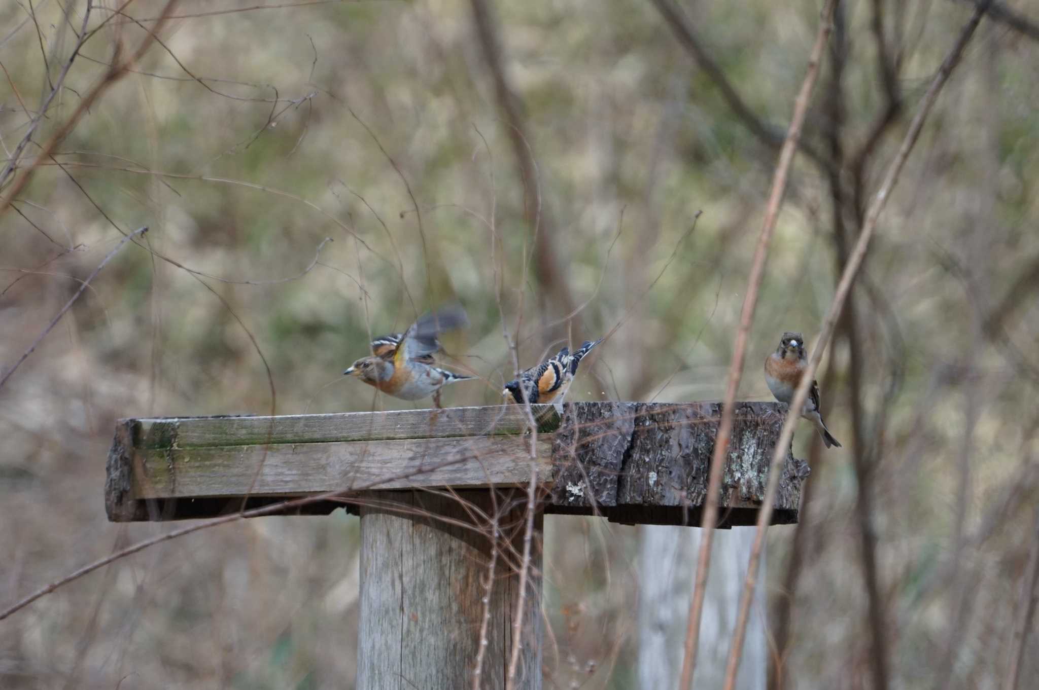 Brambling