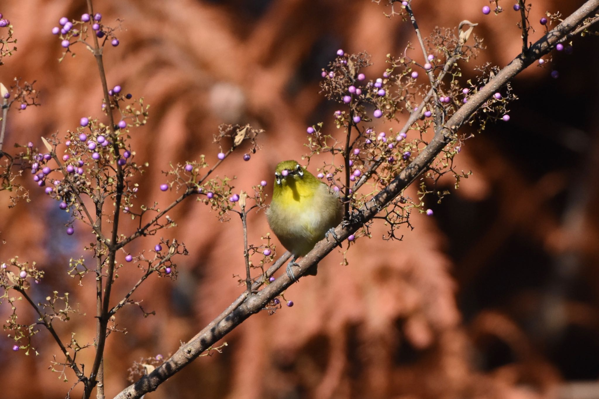 小石川植物園 メジロの写真 by Hofstadter2303