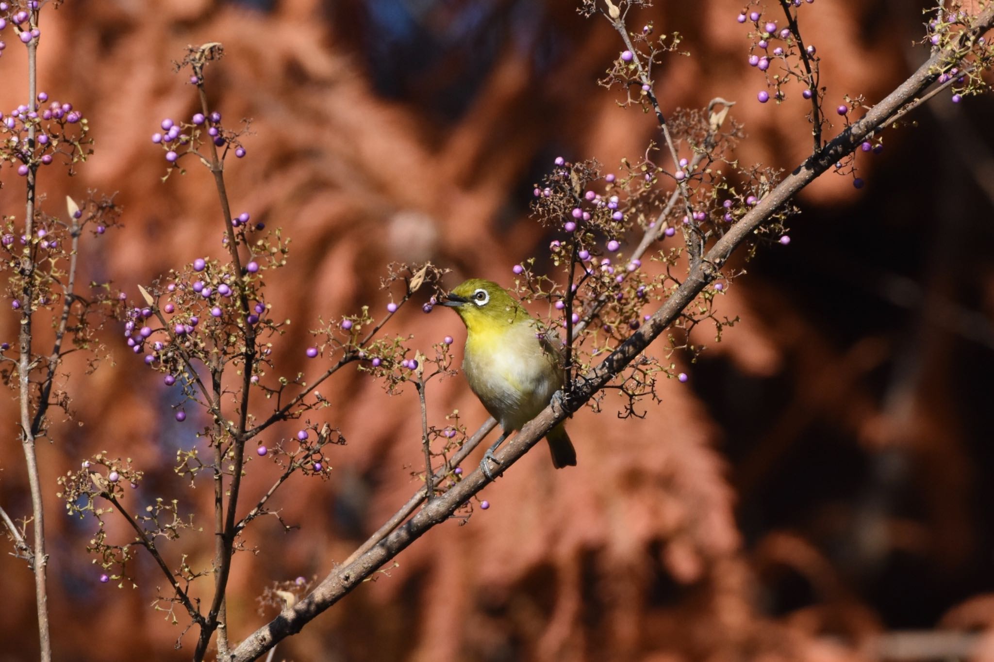 小石川植物園 メジロの写真 by Hofstadter2303