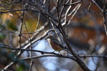 2017年12月3日(日) 小石川植物園の野鳥観察記録