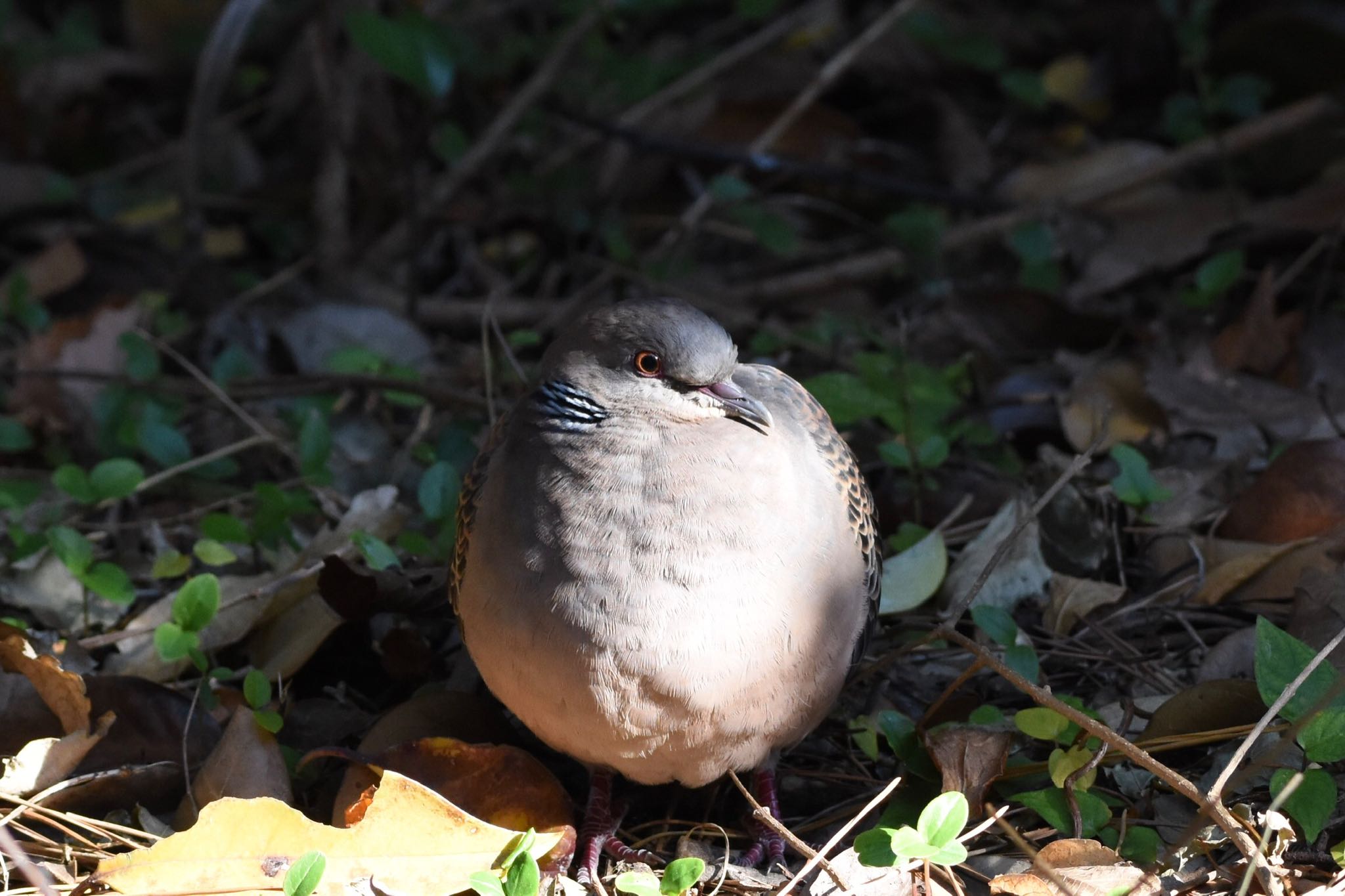 葛西臨海公園 キジバトの写真 by Hofstadter2303