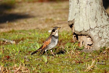 ツグミ 場所が不明 2019年3月18日(月)