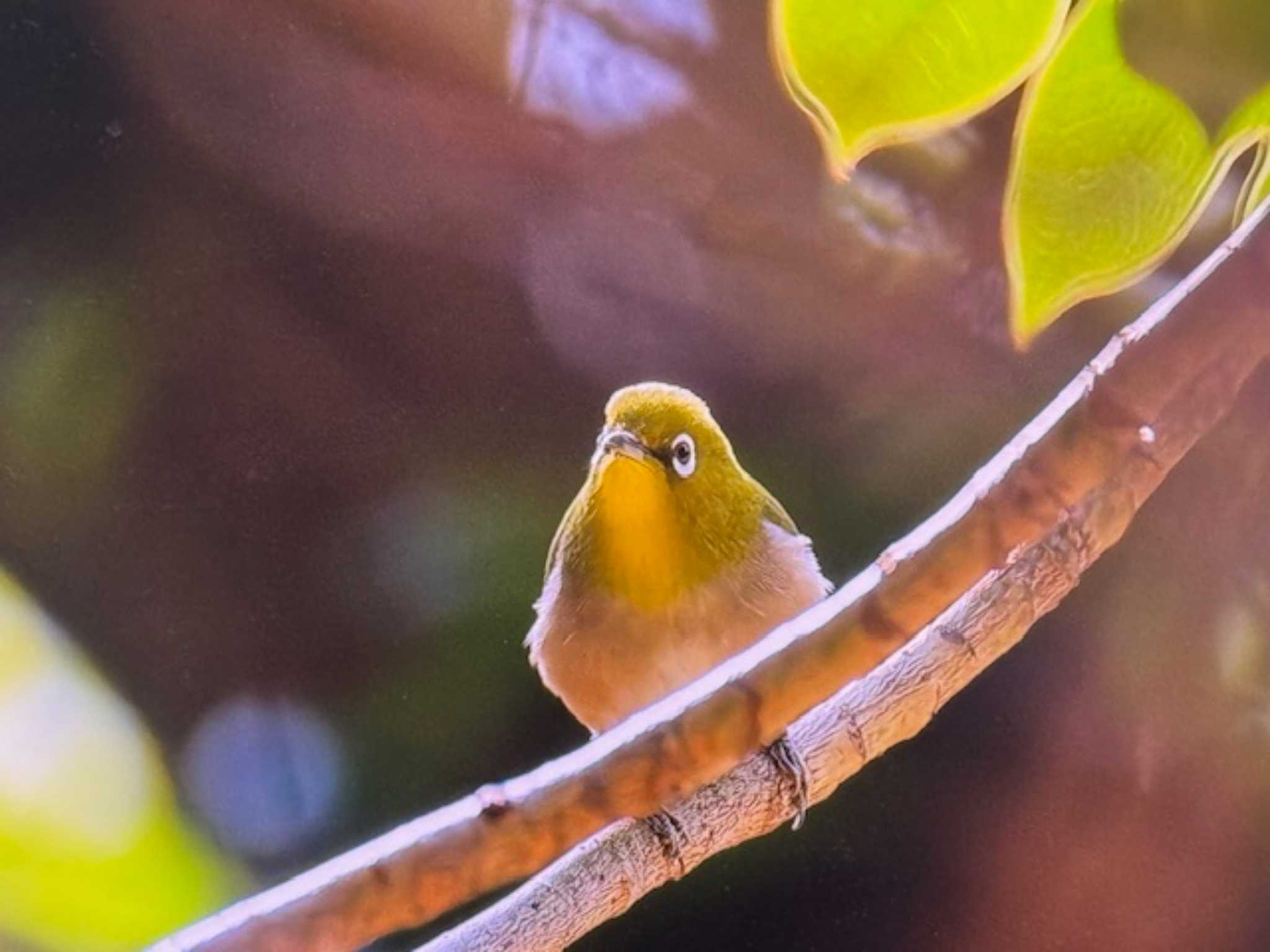 2025年1月11日(土) 多摩川台公園の野鳥観察記録 by ゆるゆるとり 2025年1月11日(土) 多摩川台公園の野鳥観察記録 by ゆるゆるとり