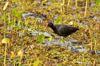 Wattled Jacana Panama Rainforest Discovery Center Wed, 1/2/2019