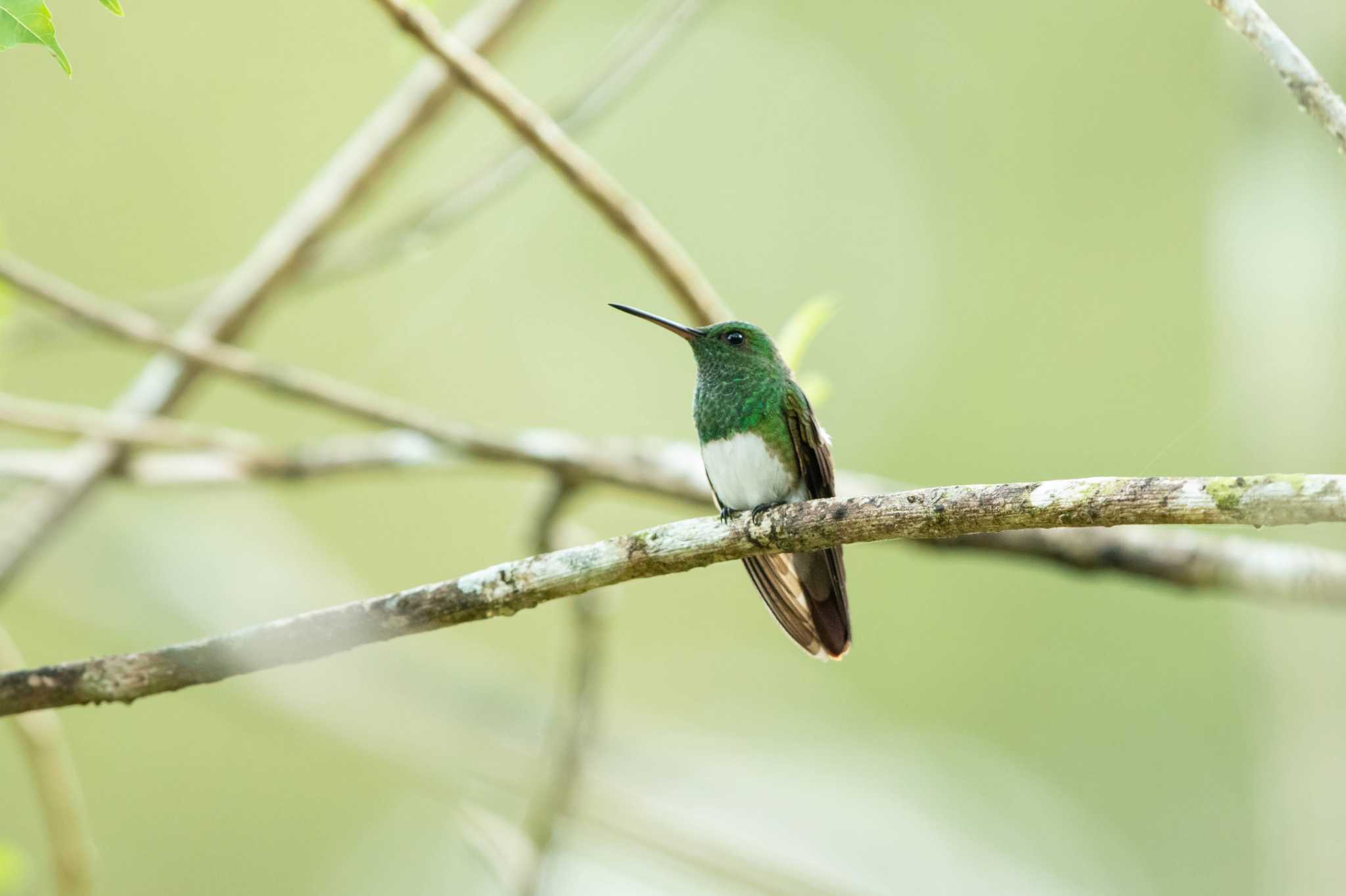 Photo of Snowy-bellied Hummingbird at Cerro Azul by Trio