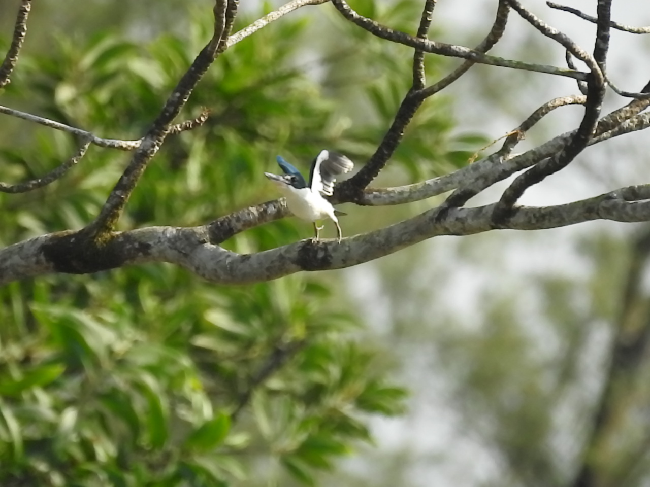 Collared Kingfisher