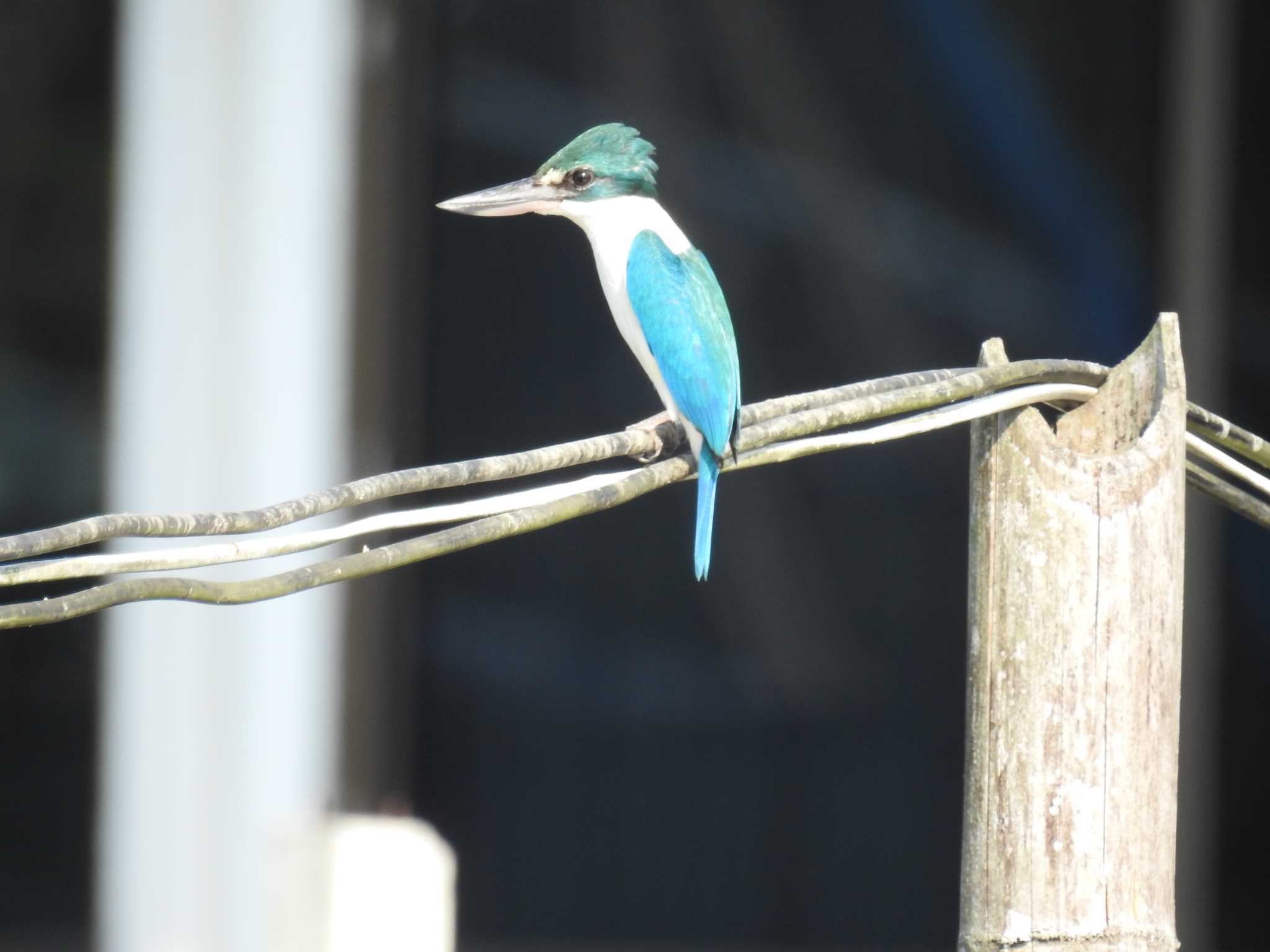 Collared Kingfisher