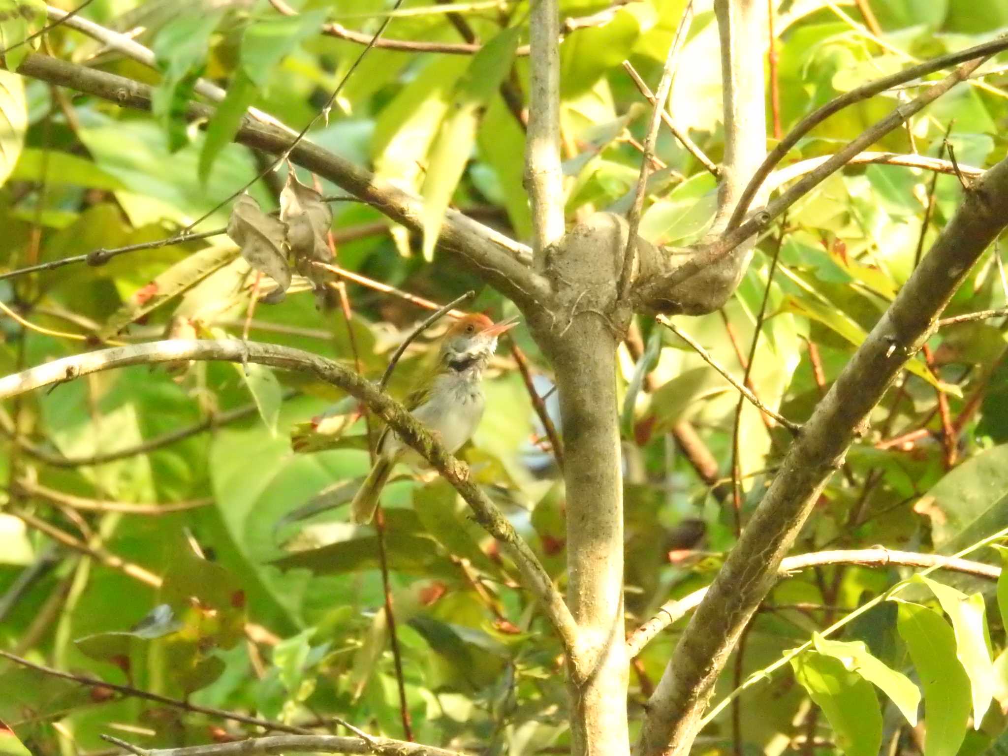 ノドグロサイホウチョウ