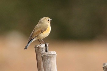 2019年3月19日(火) 北海道 函館市 見晴公園の野鳥観察記録