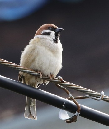 Eurasian Tree Sparrow 自宅前 Tue, 3/19/2019