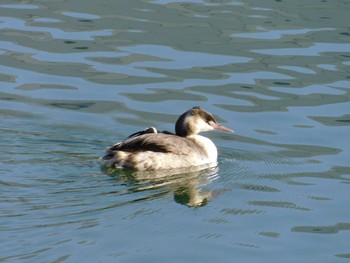 Great Crested Grebe Unknown Spots Sun, 12/2/2018