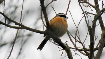 ホオジロ 佐賀県唐津市 2019年3月14日(木)