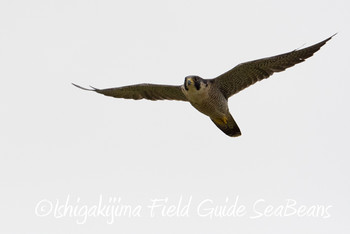 ハヤブサ 石垣島 2019年3月19日(火)