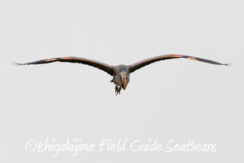 Purple Heron Ishigaki Island Tue, 3/19/2019