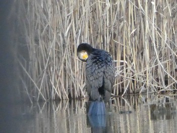 カワウ 都立浮間公園 2019年3月17日(日)