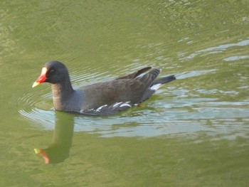 バン 都立浮間公園 2019年3月17日(日)