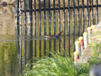 バン 都立浮間公園 2019年3月17日(日)