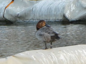 ホシハジロ 都立浮間公園 2019年3月17日(日)