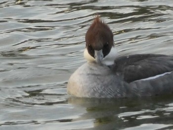 ミコアイサ 都立浮間公園 2019年3月17日(日)