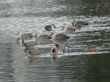 カルガモ 都立浮間公園 2019年3月17日(日)