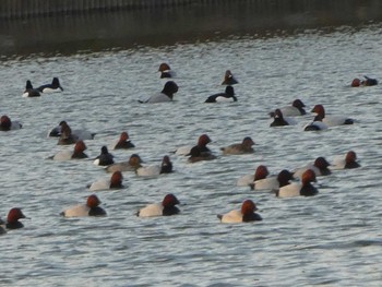 ホシハジロ 都立浮間公園 2019年3月17日(日)