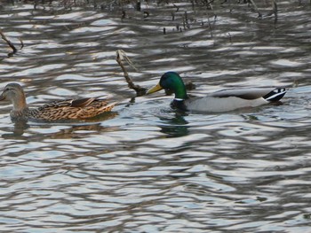 2019年3月17日(日) 都立浮間公園の野鳥観察記録