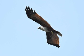 Brahminy Kite Khura Buri Pier Mon, 2/25/2019