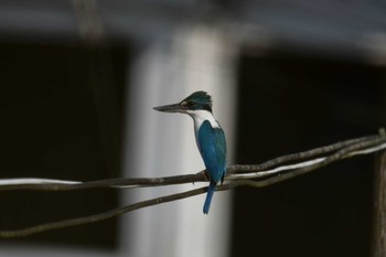 Collared Kingfisher Khura Buri Pier Mon, 2/25/2019