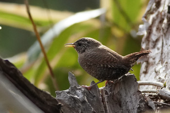 Eurasian Wren 東京都多摩地域 Tue, 3/19/2019