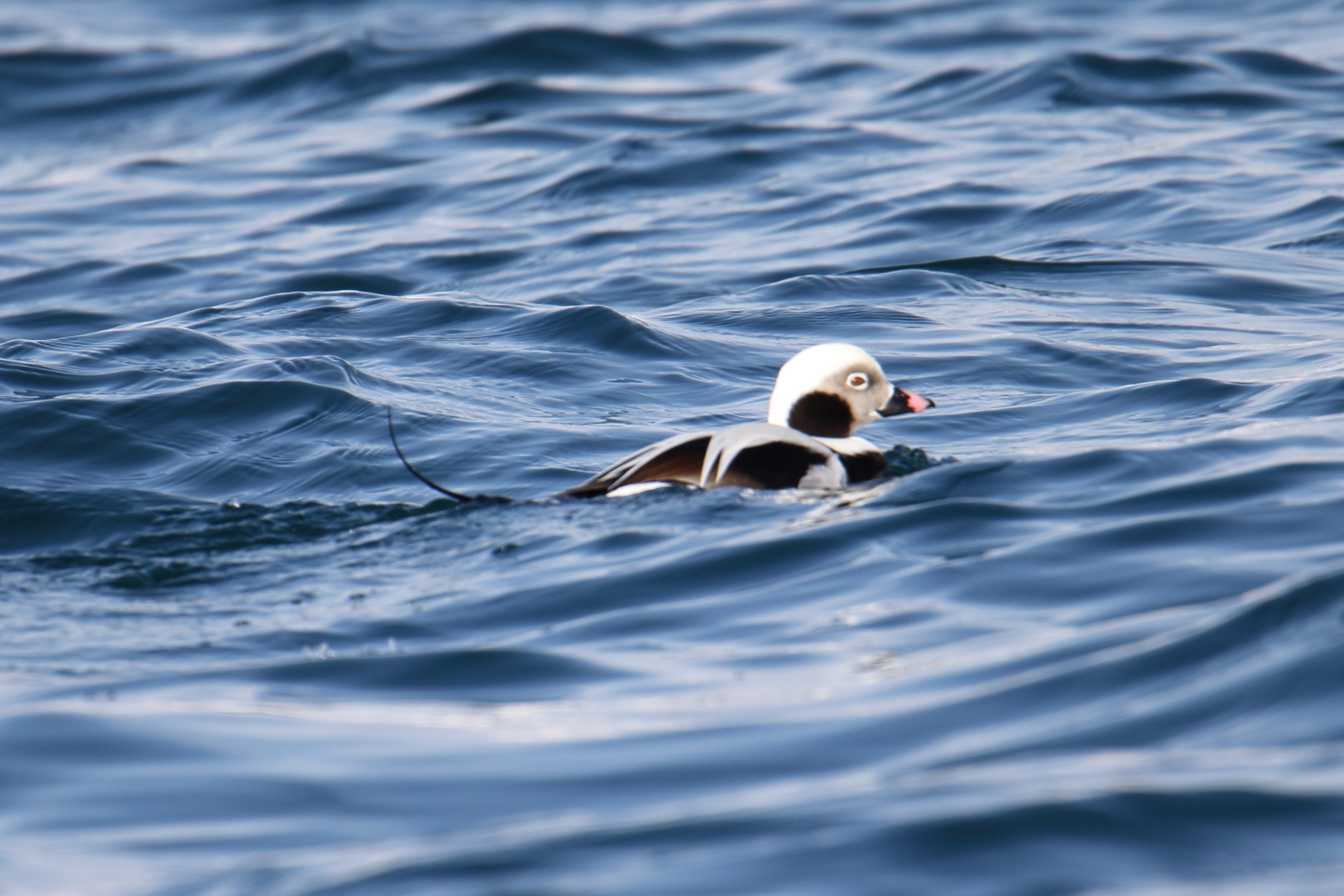 Photo of Long-tailed Duck at 落石 by マイク