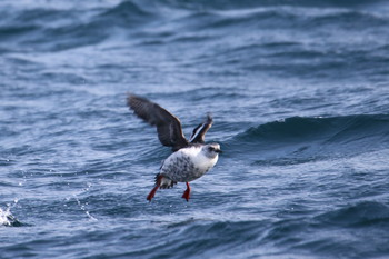 Pigeon Guillemot 落石 Sun, 2/17/2019