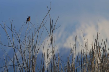 2019年3月17日(日) 富士川河口の野鳥観察記録